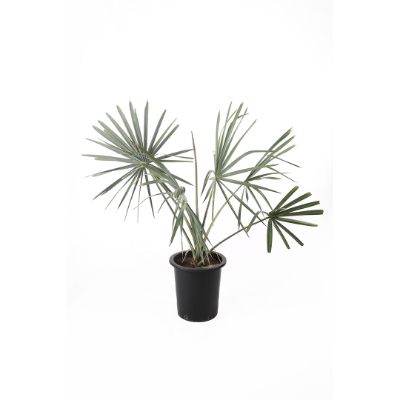 Bismarckia Nobilis - Bismark Palm