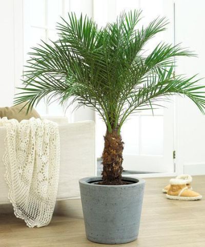 Phoenix roebelenii - Pygmy Date Palm, Single Stem