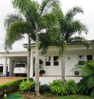 Wodyetia bifurcata - Foxtail Palm