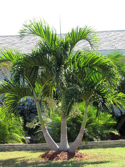 Veitchia merrillii - Christmas Palm
