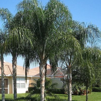 Syagrus romanzoffiana - Queen Palm
