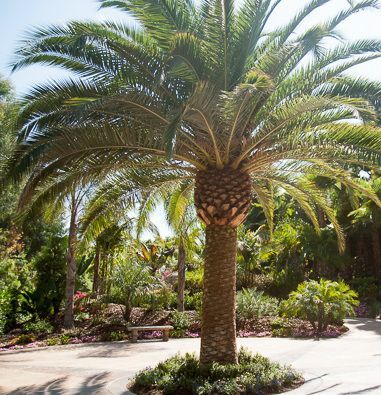 Phoenix dactylifera - Date Palm