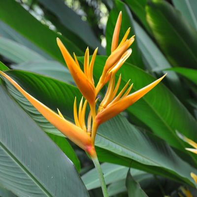 Heliconia psittacorum x spathocircinata 'Golden Torch' - Golden Torch Heliconia