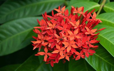 Ixora coccinea - Medium Red Ixora