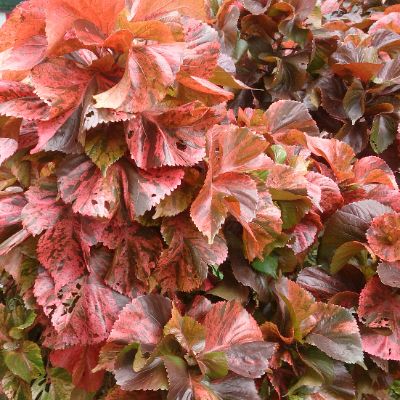 Acalypha Wilkesiana - Curly Acalypha