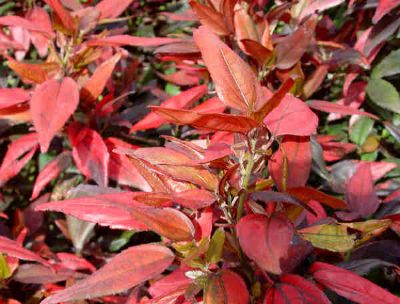 Acalypha Wilkesiana 'inferno', A. Godseffiana - Small Leaf Acalypha, Assorted