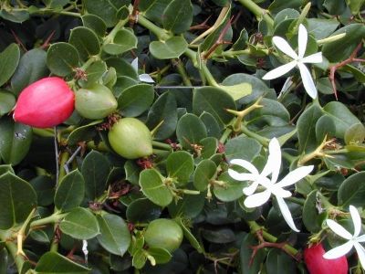 Carissa grandiflora - Natal Plum