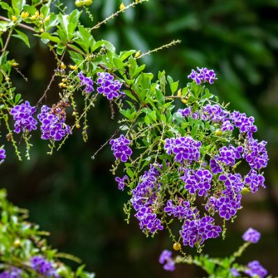 Duranta erecta - Blue Golden Dew Drop
