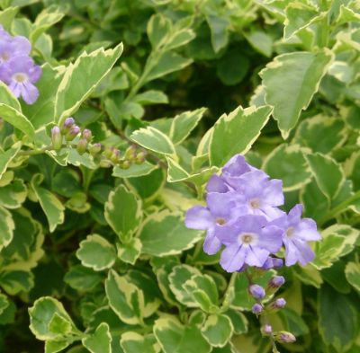 Duranta repens 'Variegata' - Variegated Golden Dew Drop