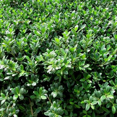 Ficus Microcarpa 'Green Island' - Ficus Panda