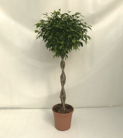 Ficus Benjamina Twist-Stem Topiary