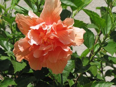 Hibiscus rosa-sinensis - Double Hibiscus, Assorted