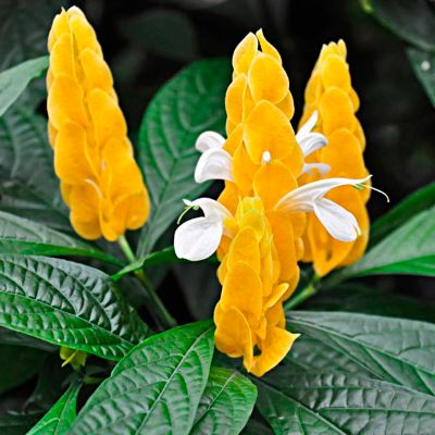 Pachystachys lutea - Shrimp Plant