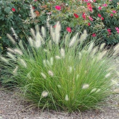 Pennisetum setaceum - Green Feather Grass 6" pot