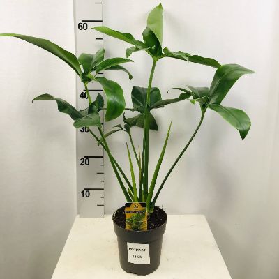 Philodendron 'Green Wonder'