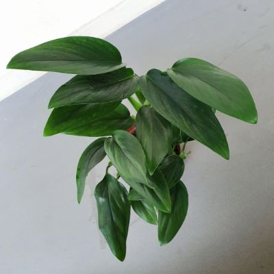 Monstera stanleyana - Philodendron Cobra on Moss Pole