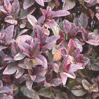 Pseuderanthemum atropurpureum - Purple Eranthemum