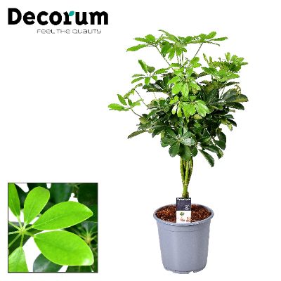 Schefflera arboricola 'Compacta'