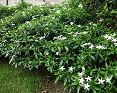 Tabernaemontana divaricata - Star Jasmine