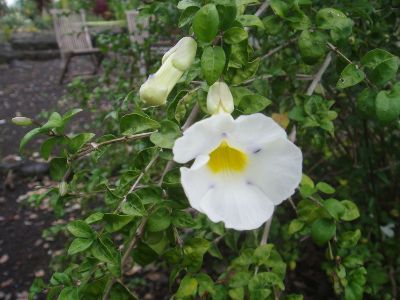 Thunbergia erecta 'Alba' - White Thunbergia Shrub