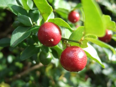 Triphasia trifolia - Sweet Lime