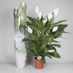 Spathiphyllum wallisii 'Sensation' - Giant Peace Lily