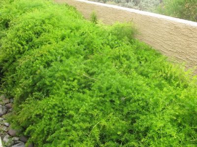 Asparagus Densiflorus 'sprengeri'