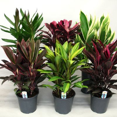 Cordyline fruticosa - Assorted Cordyline