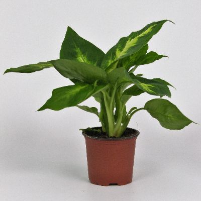 Dieffenbachia spp - Assorted Dieffenbachia