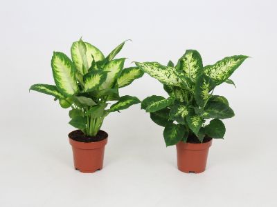 Dieffenbachia spp - Assorted Dieffenbachia