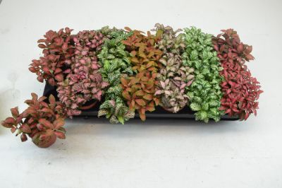 Fittonia albivenis - Fittonia, Assorted