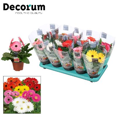Gerbera jamesonii - Assorted Gerbera