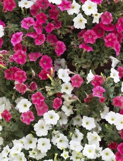 Petunia x atkinsiana- Assorted Petunia