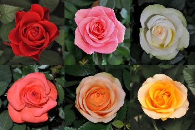 Rosa sp. - Roses Hybrids Mix