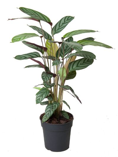 Calathea spp - Calathea Mix