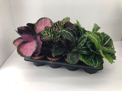 Calathea spp - Assorted Calathea
