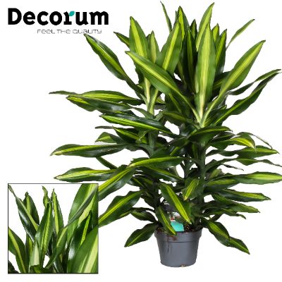 Dracaena fragrans - Assorted Dracaena, Corn Plant