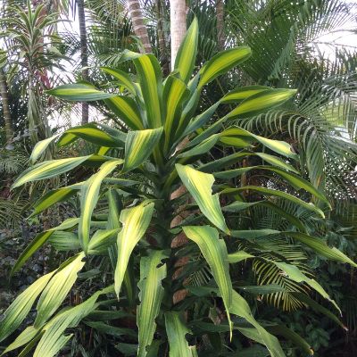 Dracaena fragrans - Assorted Dracaena, Corn Plant