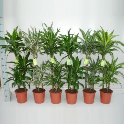 Dracaena fragrans - Assorted Dracaena, Corn Plant