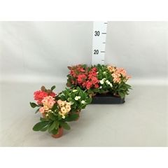 Euphorbia milii - Assorted Crown of Thorns