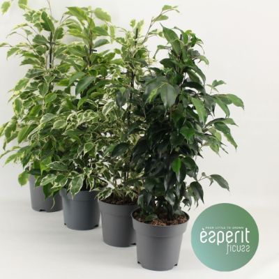 Ficus Benjamina - Assorted Ficus Benjamina