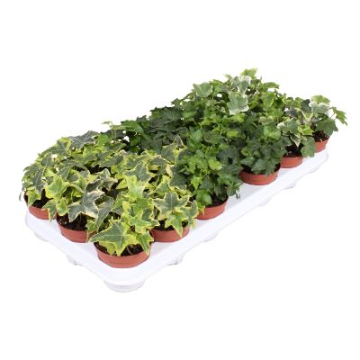 Hedera helix - Assorted English Ivy