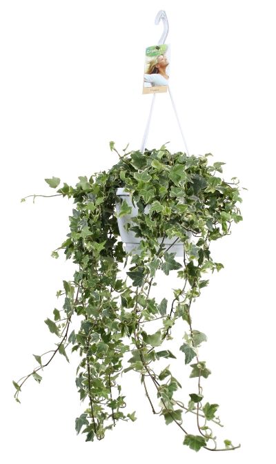 Hedera helix - English Ivy Hanging Basket