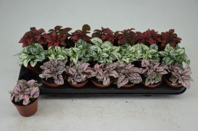 Hypoestes phyllostachya - Assorted Polka-dot Plant