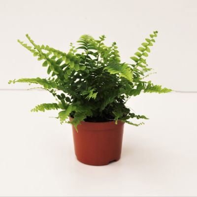 Nephrolepis exaltata - Boston Fern