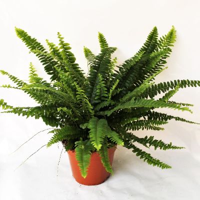 Nephrolepis exaltata 'Green Lady' - Boston Fern