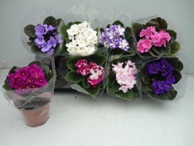 Saintpaulia ionantha - Assorted African violet
