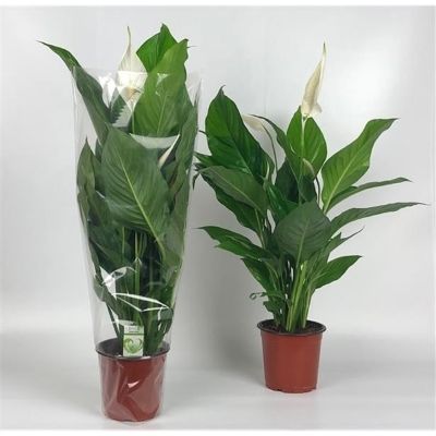Spathiphyllum wallisii hybrids - Peace Lily