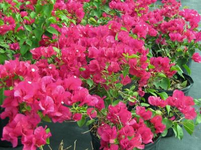 Bougainvillea glabra- Assorted Dwarf Bougainvillea