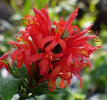 Justicia chrysostephana, Justicia coccinea - Justicia assorted